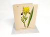 Botanical Greeting Cards - Clubcard Printing USA