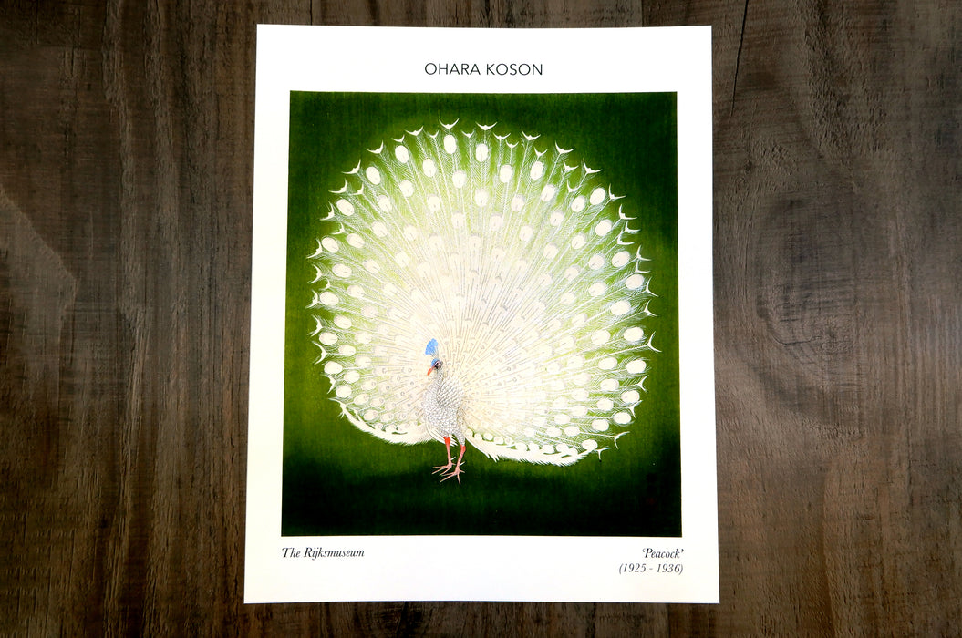 Illustrated peacock fine art print on hot press archival paper | Clubcard Printing USA